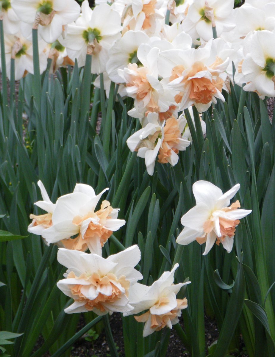 Нарцисс махровый Дельнашо - фото 2