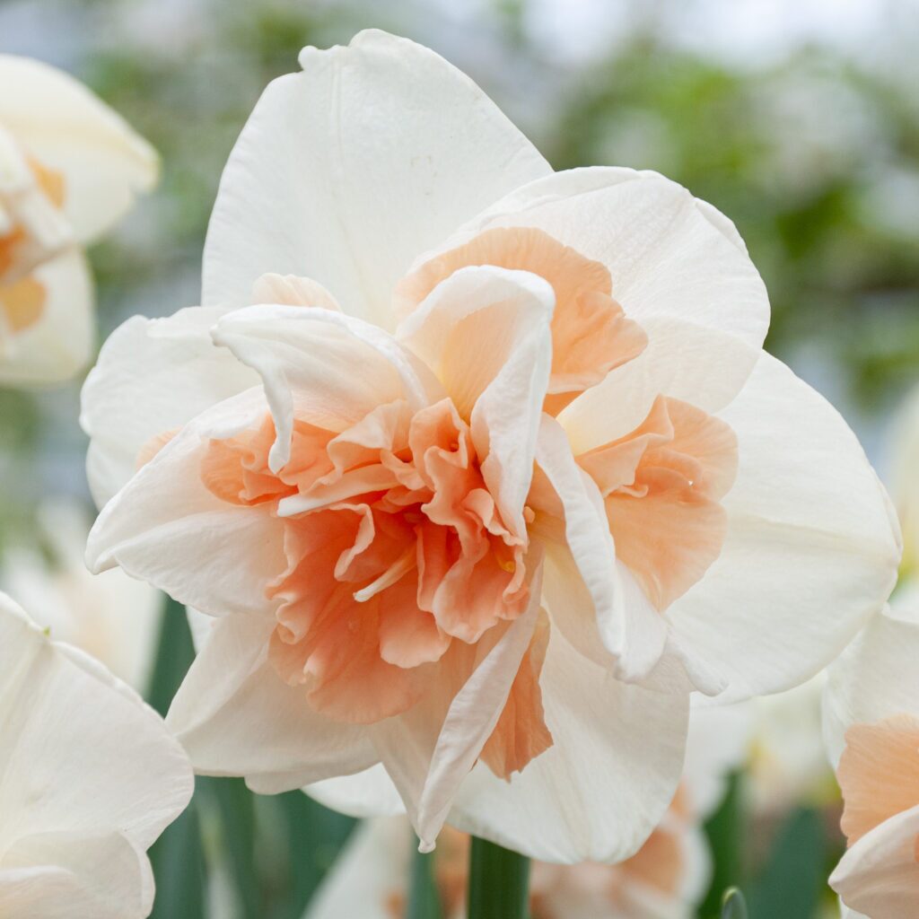 Нарцисс махровый Дельнашо