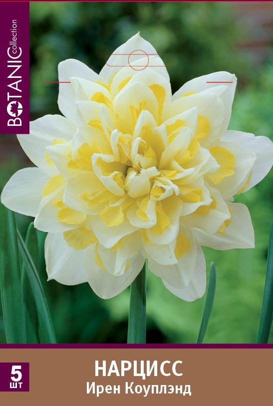 Нарцисс махровый Ирен Коуплэнд