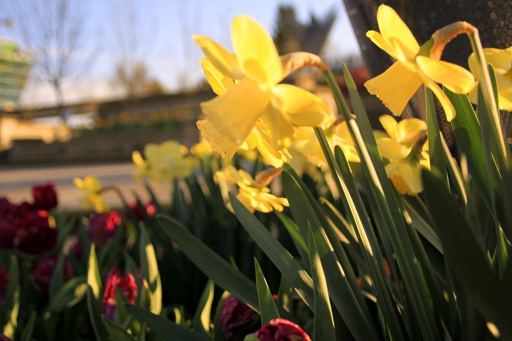 Нарцисс махровый Йеллоу Чирфулнесс - фото 2