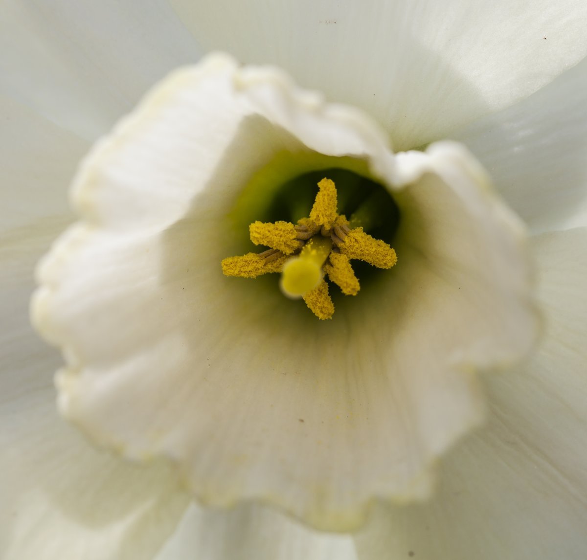 Нарцисс махровый Йеллоу Чирфулнесс - фото 4