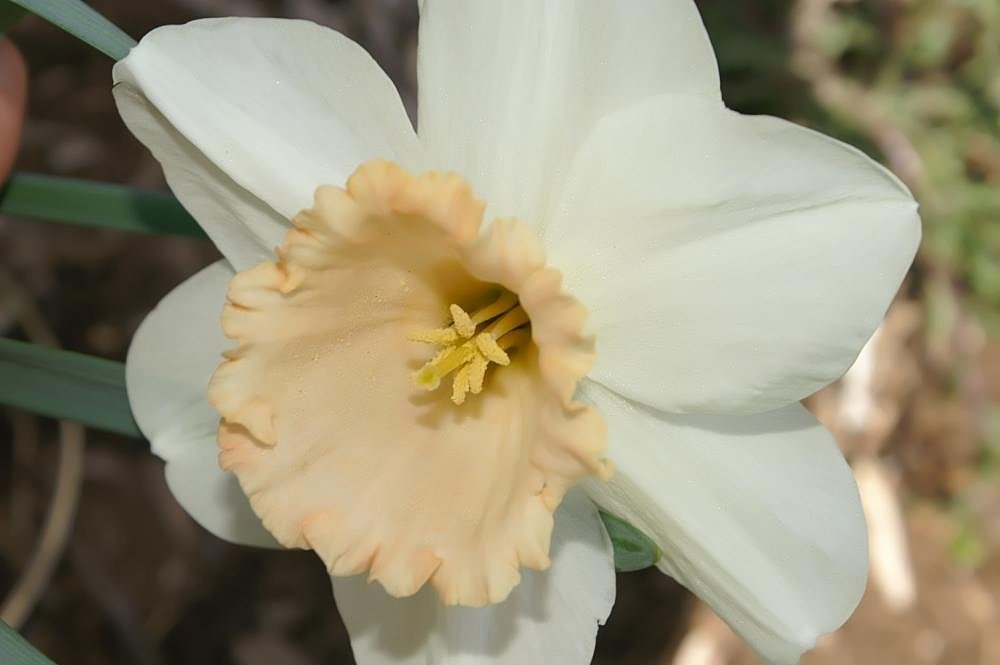 Нарцисс махровый Роуз Оф Мэй - фото 9