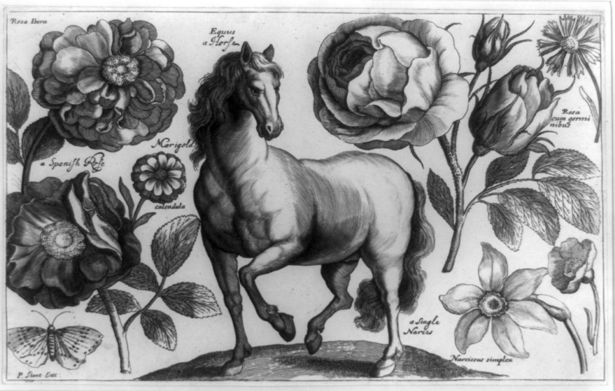 Нарцисс махровый Роуз Оф Мэй - фото 7