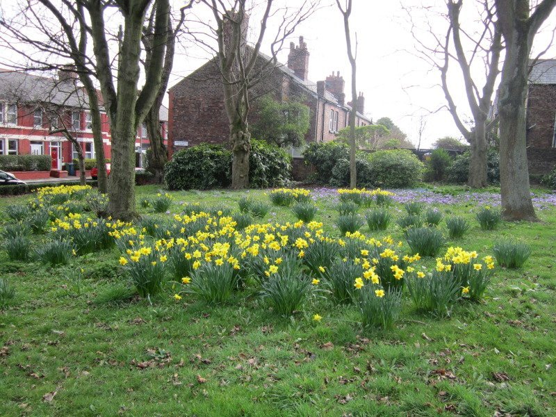 Нарцисс махровый Роуз Оф Мэй - фото 3