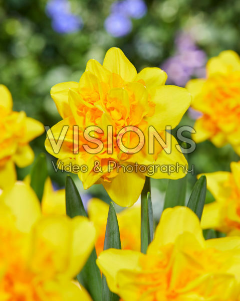 Нарцисс махровый Сандей Стар