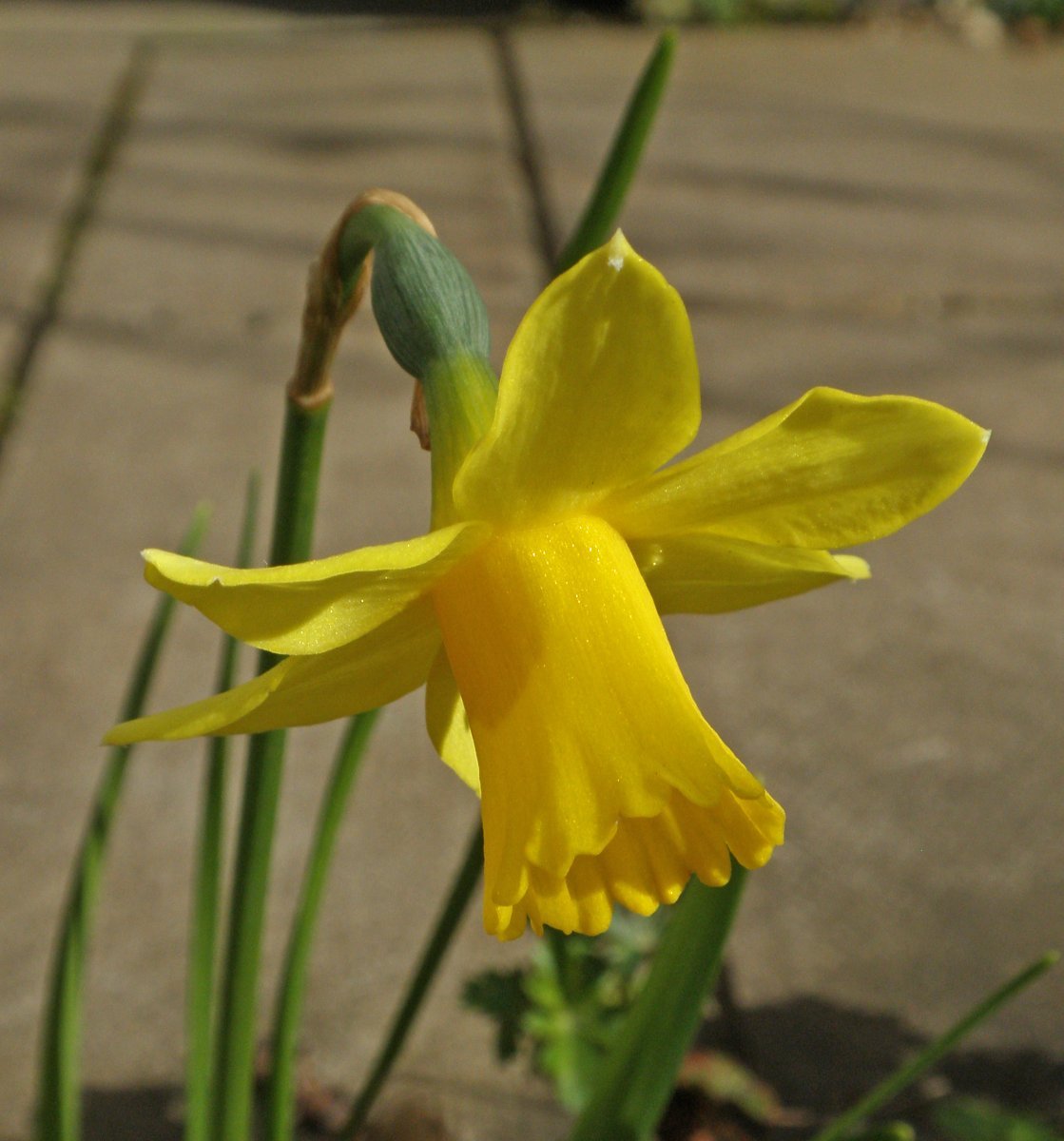 Нарцисс махровый Санни Дэй - фото 6