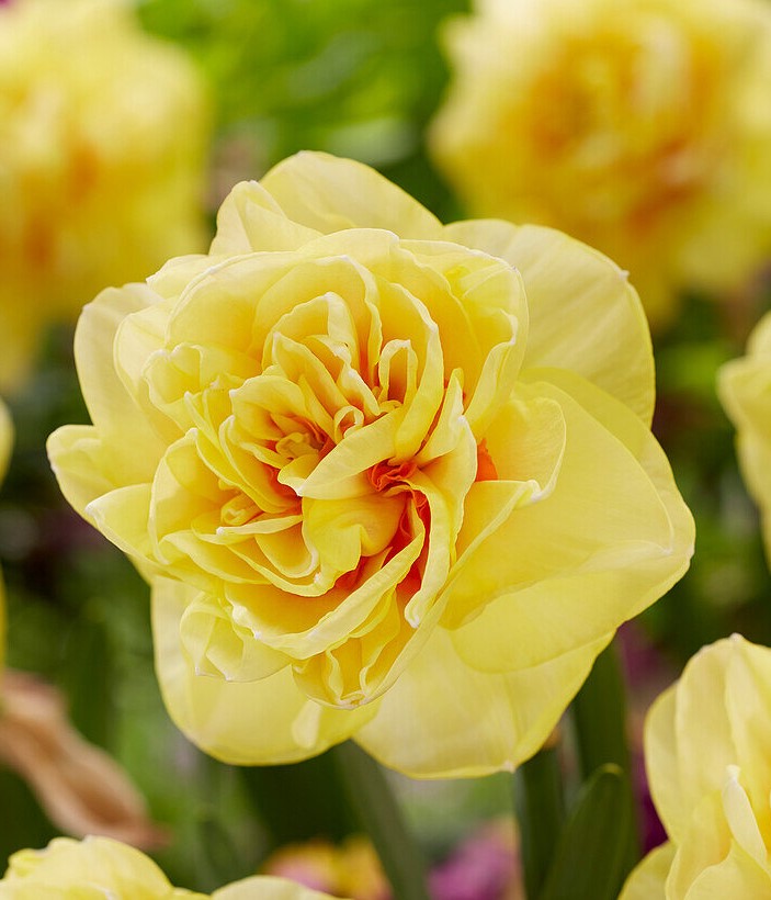 Нарцисс махровый Санни Дэй