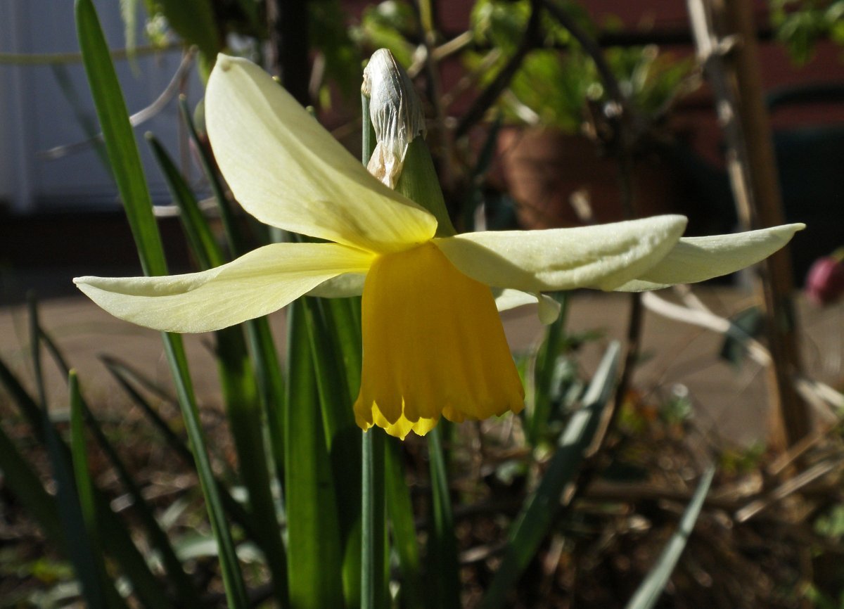 Нарцисс махровый Санни Дэй - фото 4