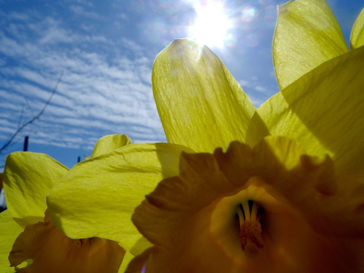 Нарцисс махровый Санни Дэй - фото 3