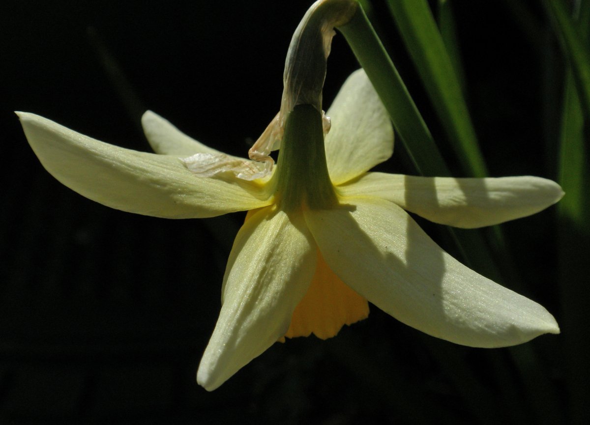 Нарцисс махровый Санни Дэй - фото 5