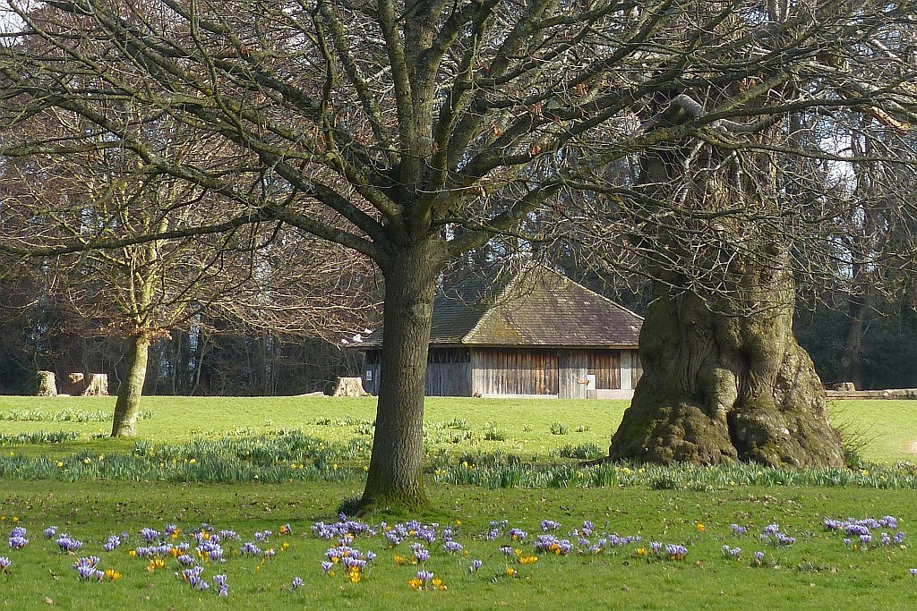 Нарцисс махровый Санни Дэй - фото 2