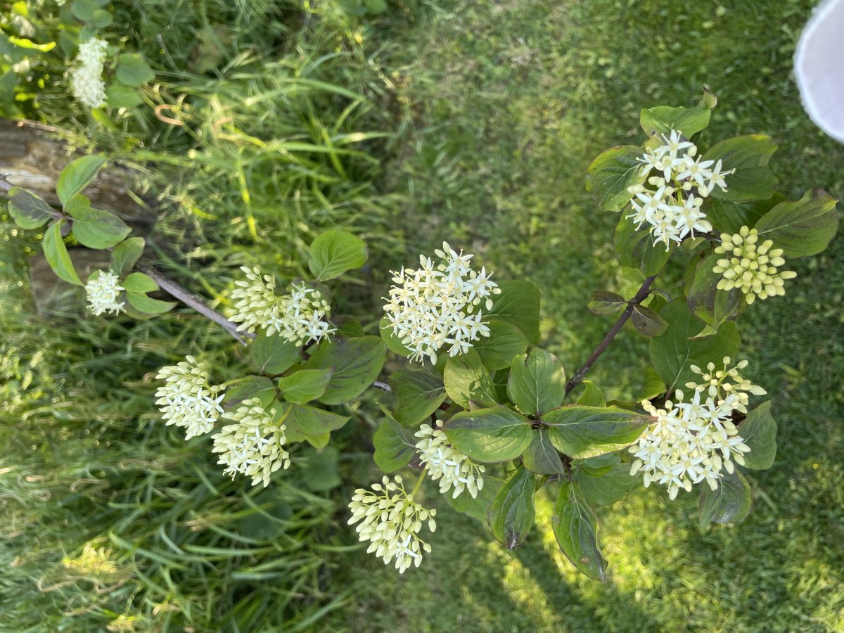 Дерен белый - фото 7