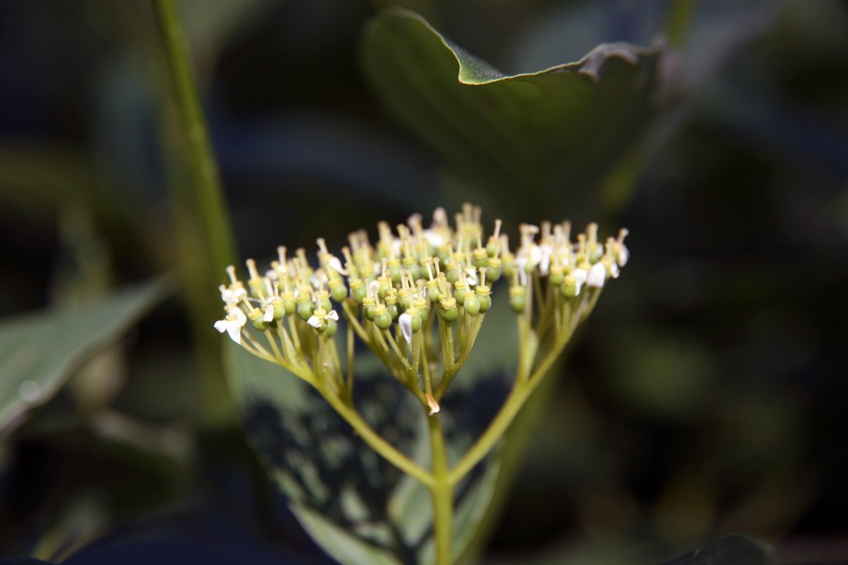 Дерен белый - фото 11