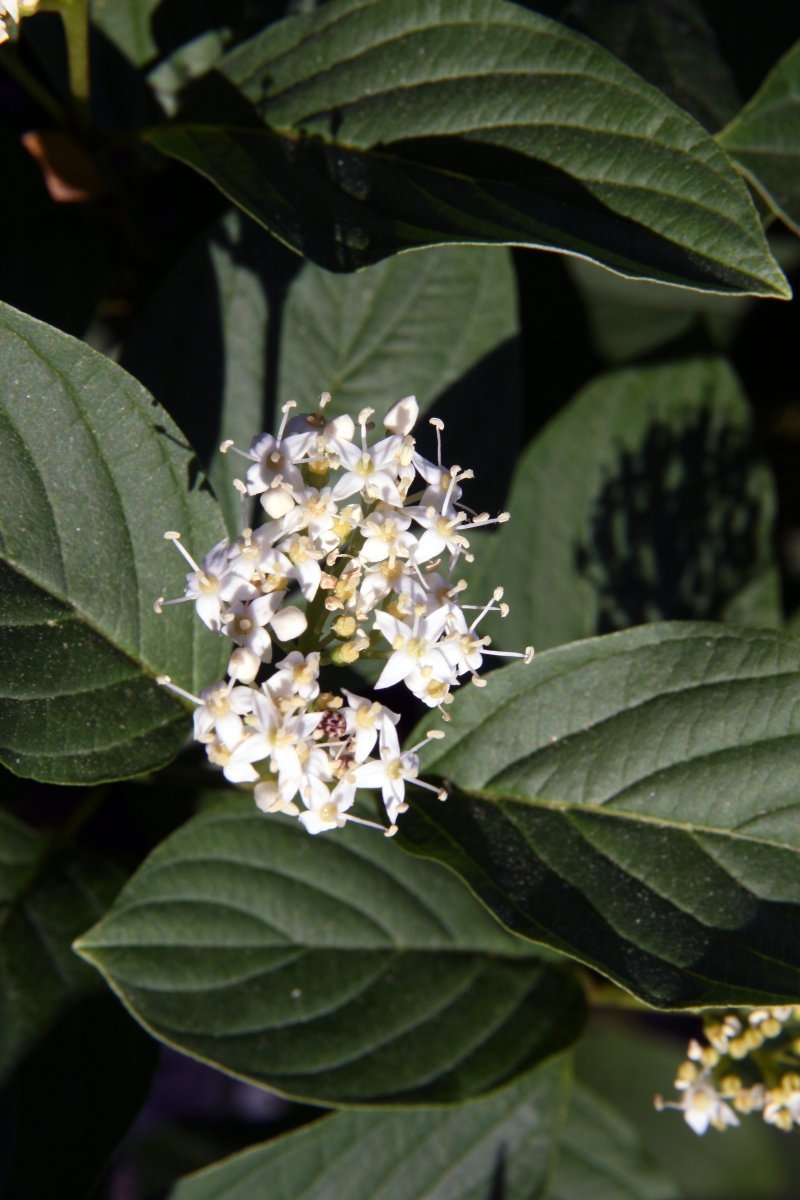 Дерен белый - фото 10