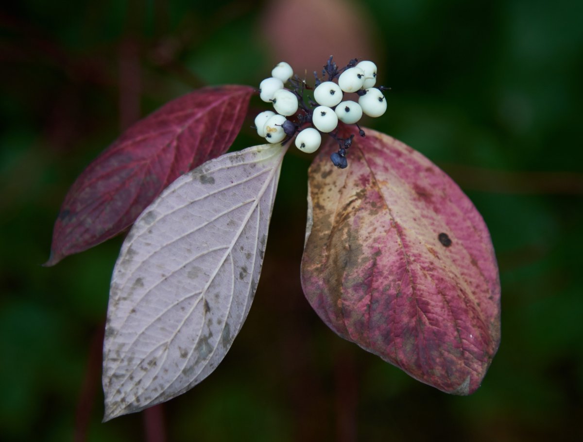 Дерен белый - фото 9