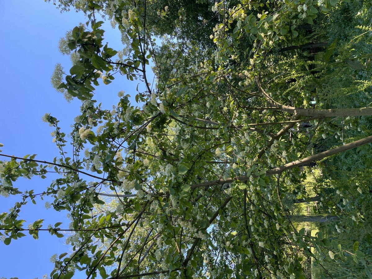 Дерен белый - фото 8