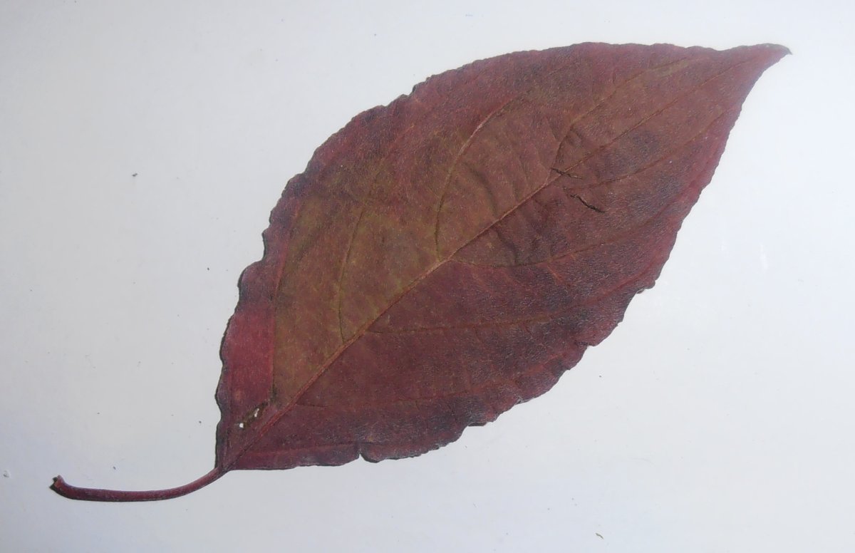 Дерен белый - фото 5