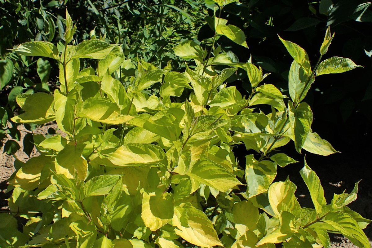 Дерен белый - фото 4