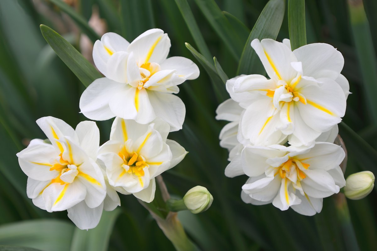 Нарцисс махровый Сэр Уинстон Черчилль - фото 10