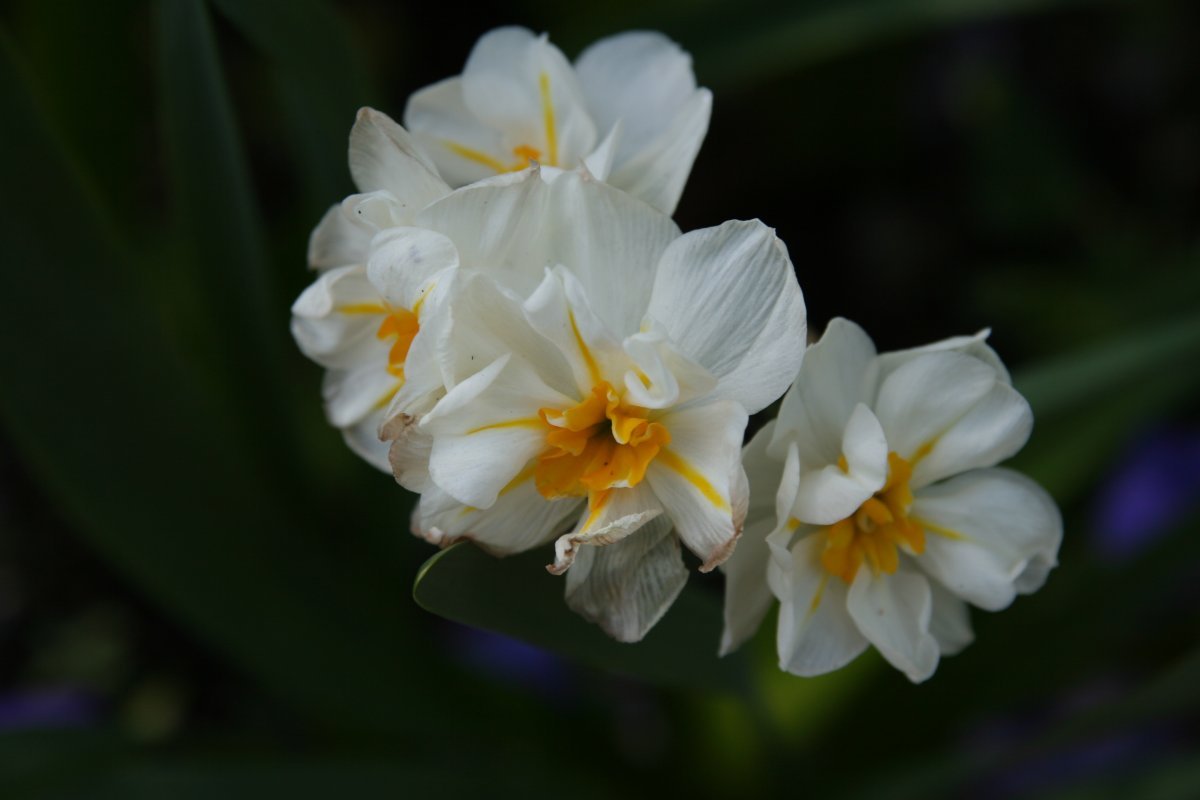 Нарцисс махровый Сэр Уинстон Черчилль - фото 5