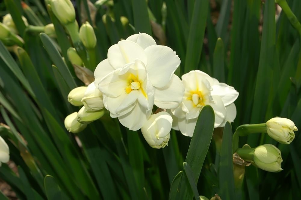 Нарцисс махровый Сэр Уинстон Черчилль - фото 4