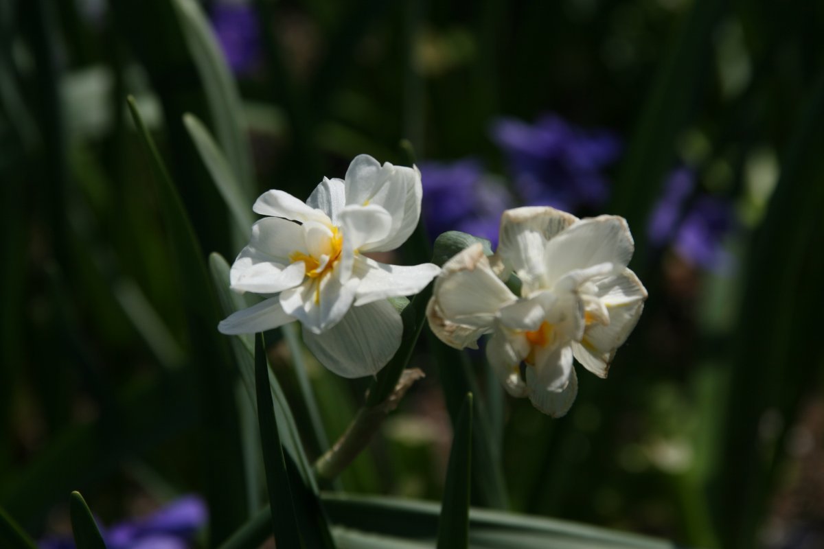 Нарцисс махровый Сэр Уинстон Черчилль - фото 8