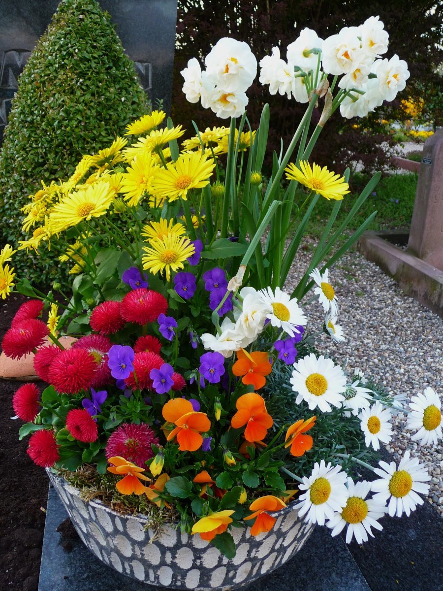 Нарцисс махровый Сэр Уинстон Черчилль - фото 2