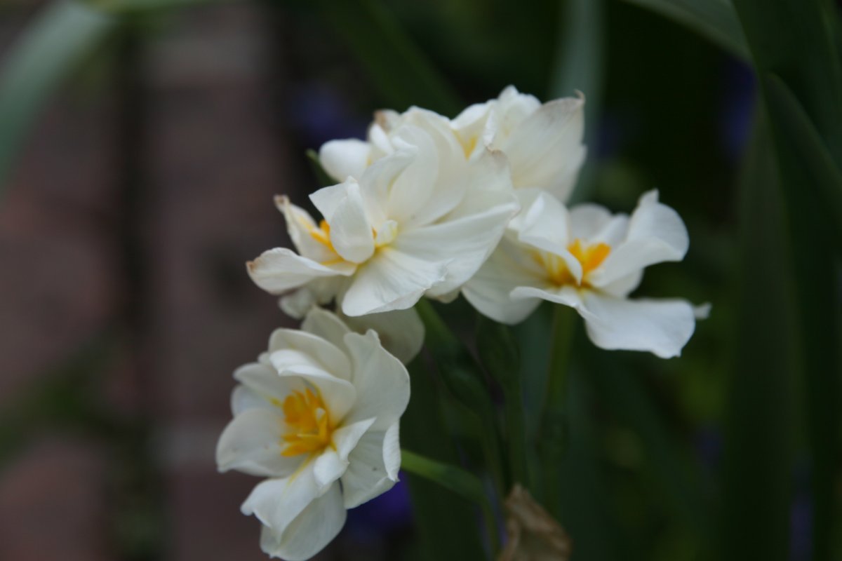 Нарцисс махровый Сэр Уинстон Черчилль - фото 7