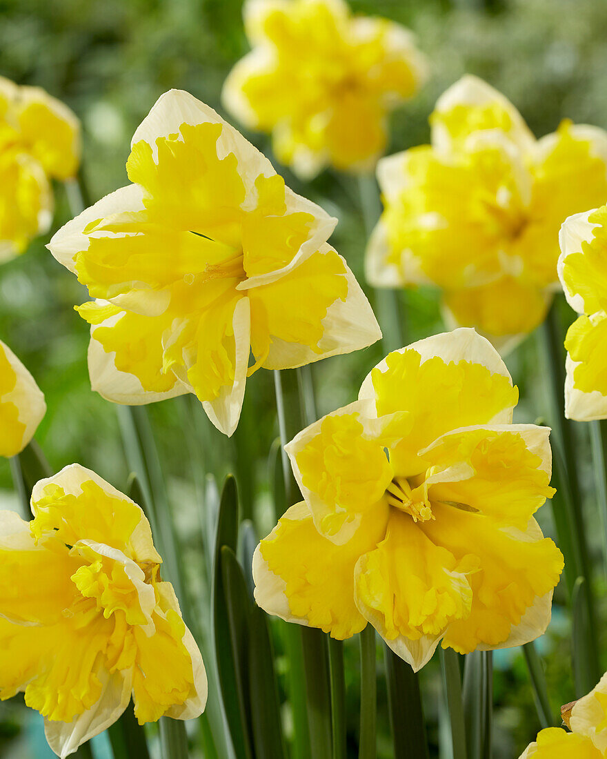 Нарцисс орхидный Банана Сплеш