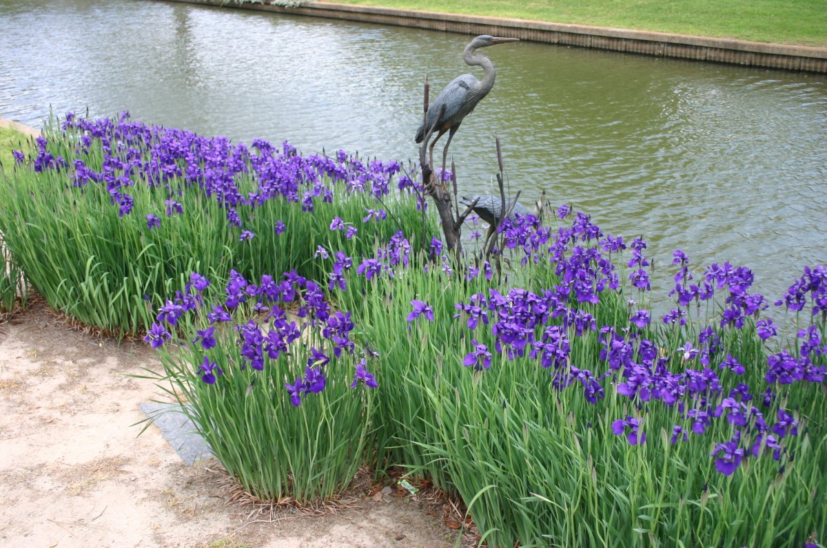 Нарцисс орхидный Кассата - фото 2