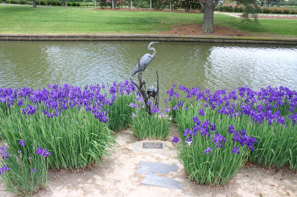 Нарцисс орхидный Кассата - фото 3