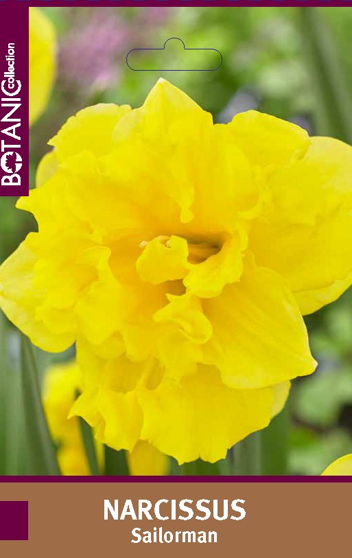 Нарцисс орхидный Сейлормен