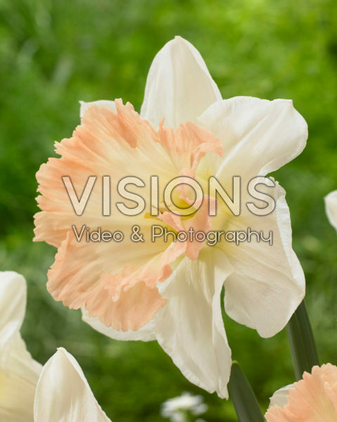 Нарцисс трубчатый Бритиш Гембл