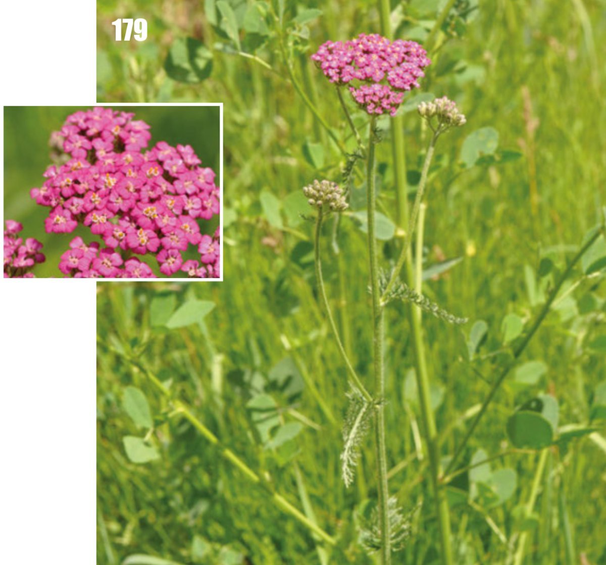 Тысячелистник обыкновенный - фото 3