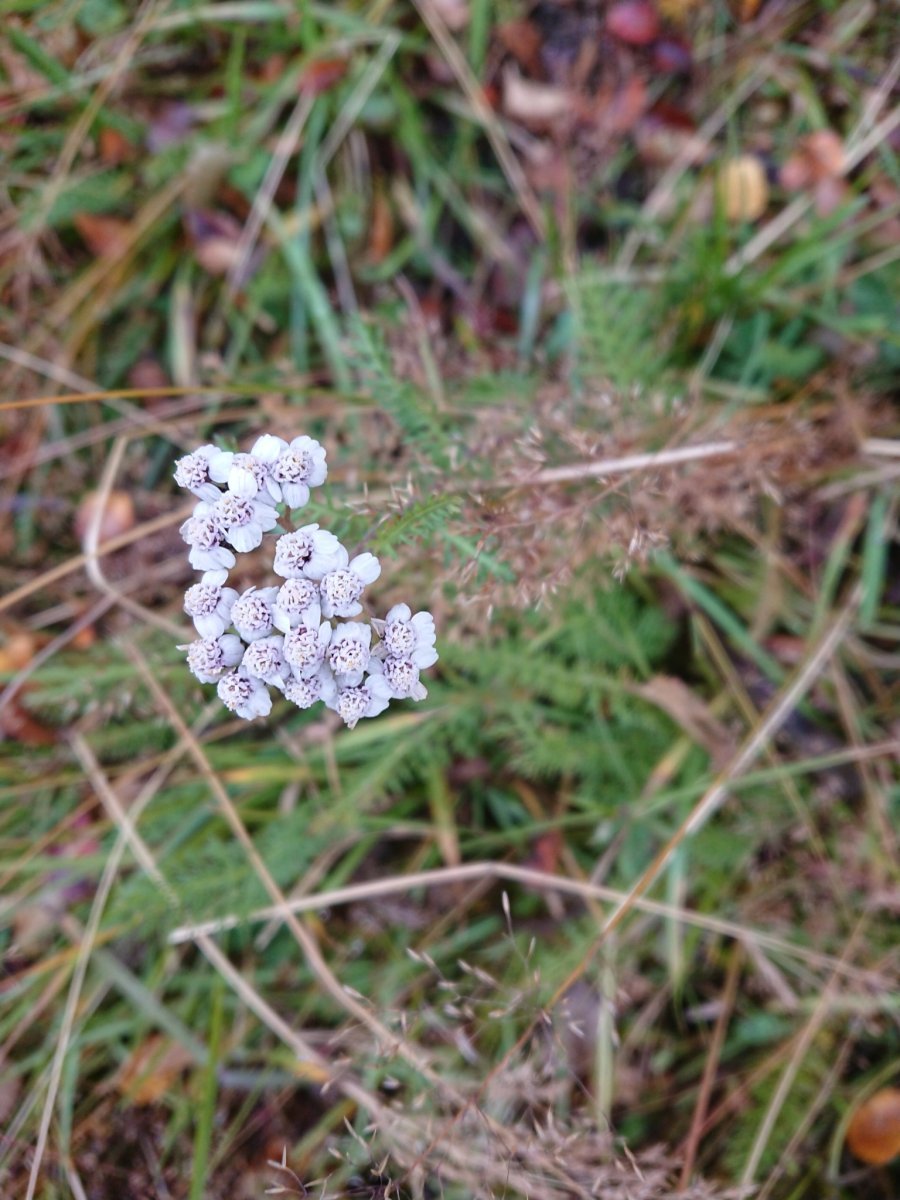 Тысячелистник обыкновенный - фото 7