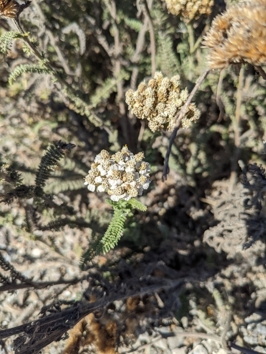 Тысячелистник обыкновенный - фото 4