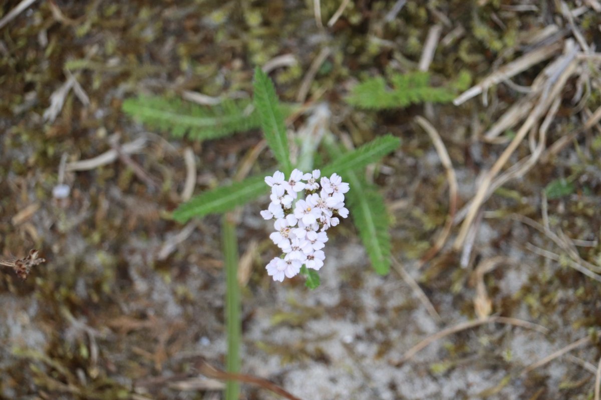 Тысячелистник обыкновенный - фото 5