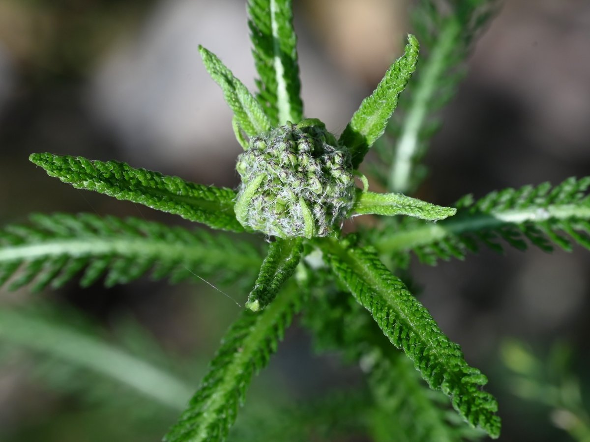 Тысячелистник обыкновенный - фото 9