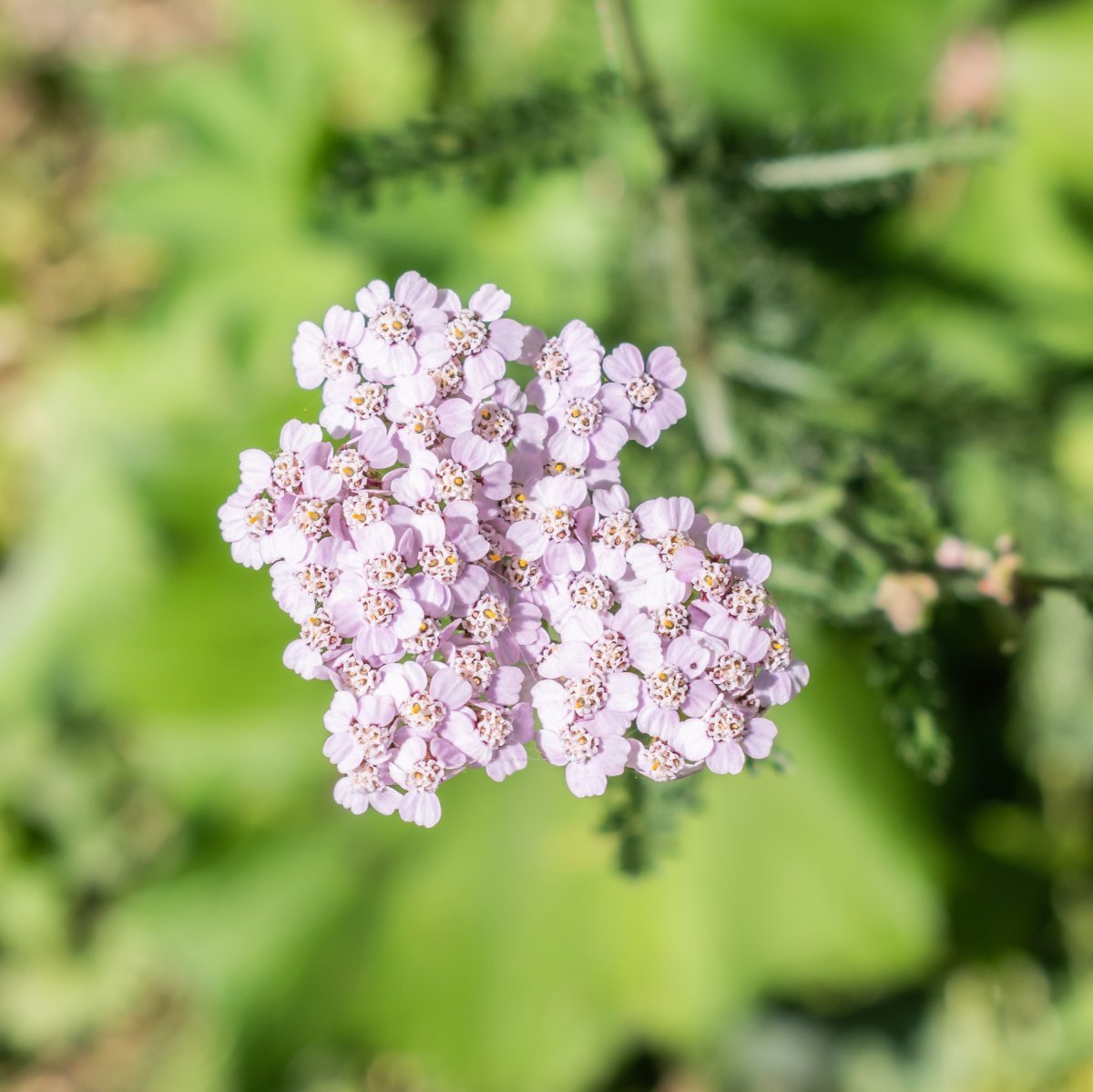 Тысячелистник обыкновенный - фото 8