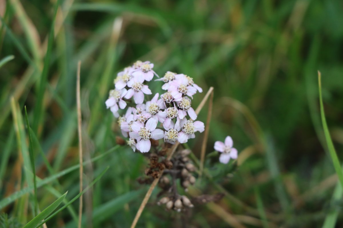 Тысячелистник обыкновенный - фото 6
