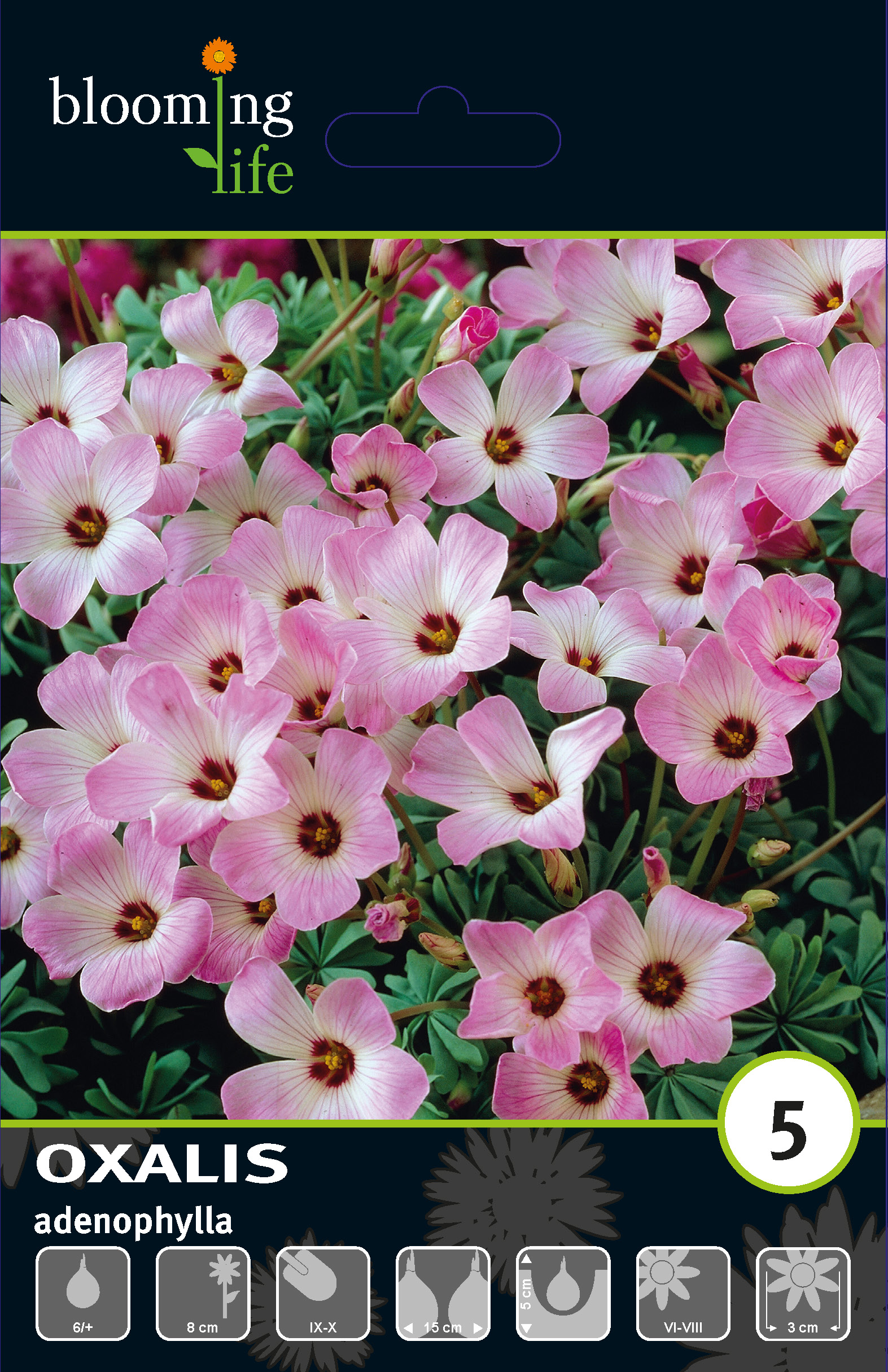 Оксалис железистолистный