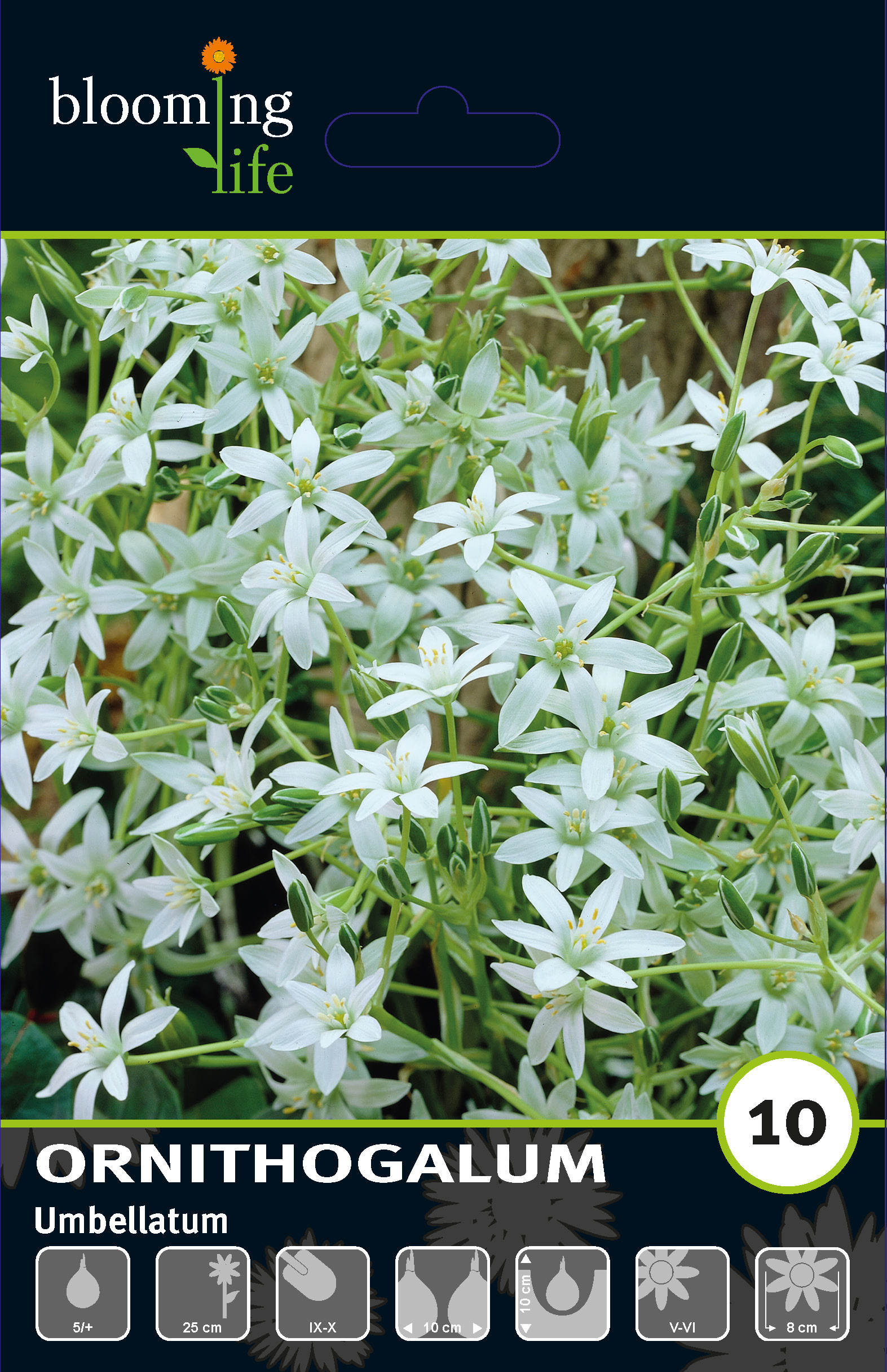 Птицемлечник зонтичный