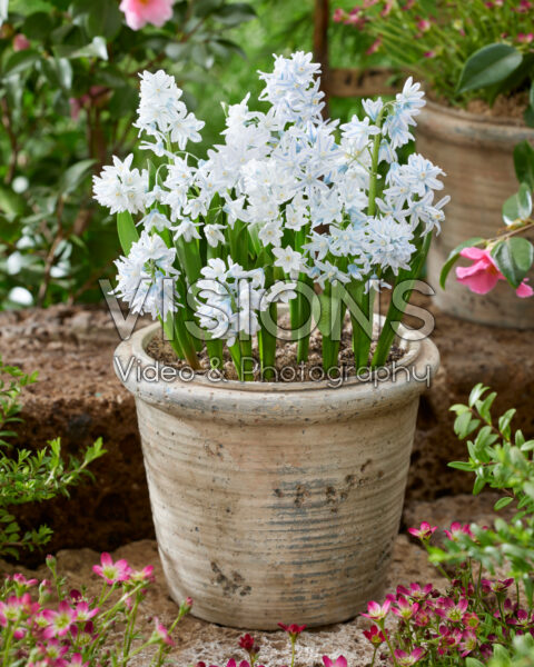 Пушкиния Ливанская