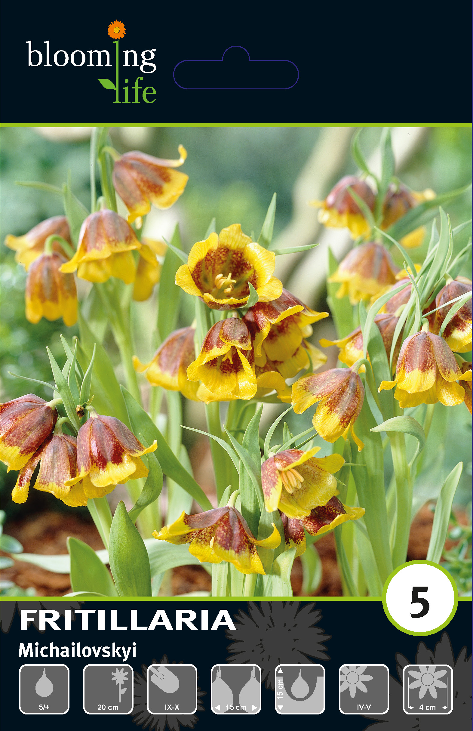 Рябчик михайловского