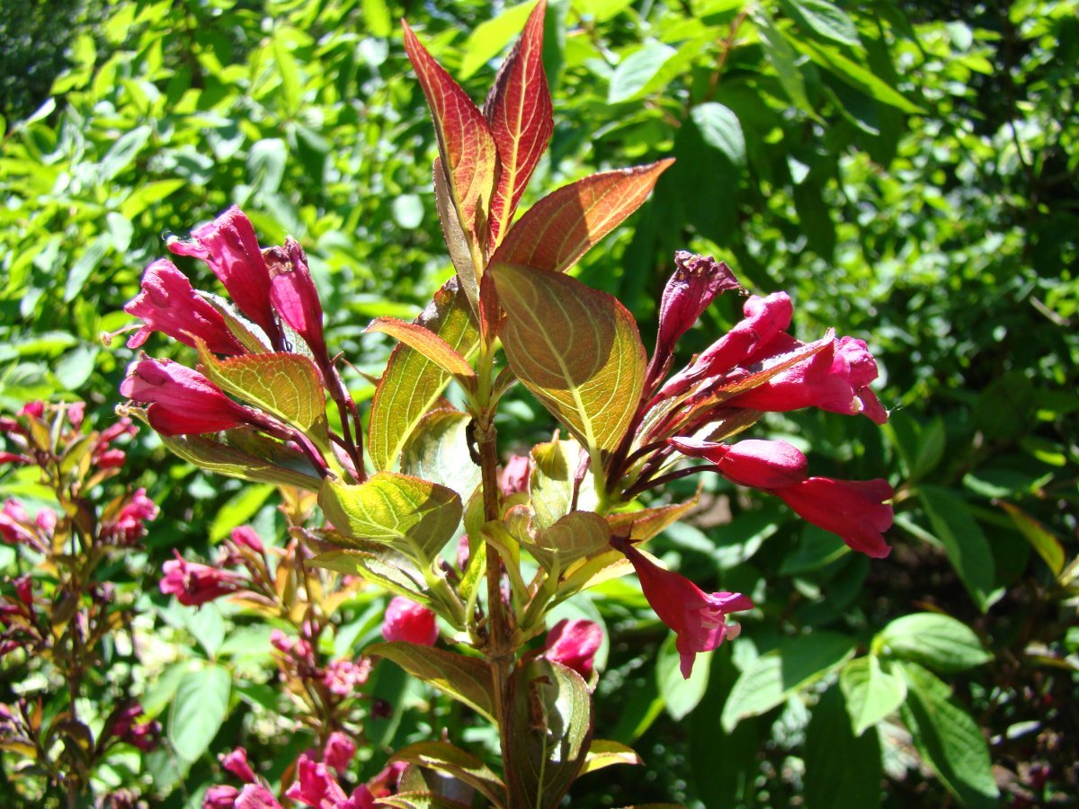 Вейгела цветущая - фото 3