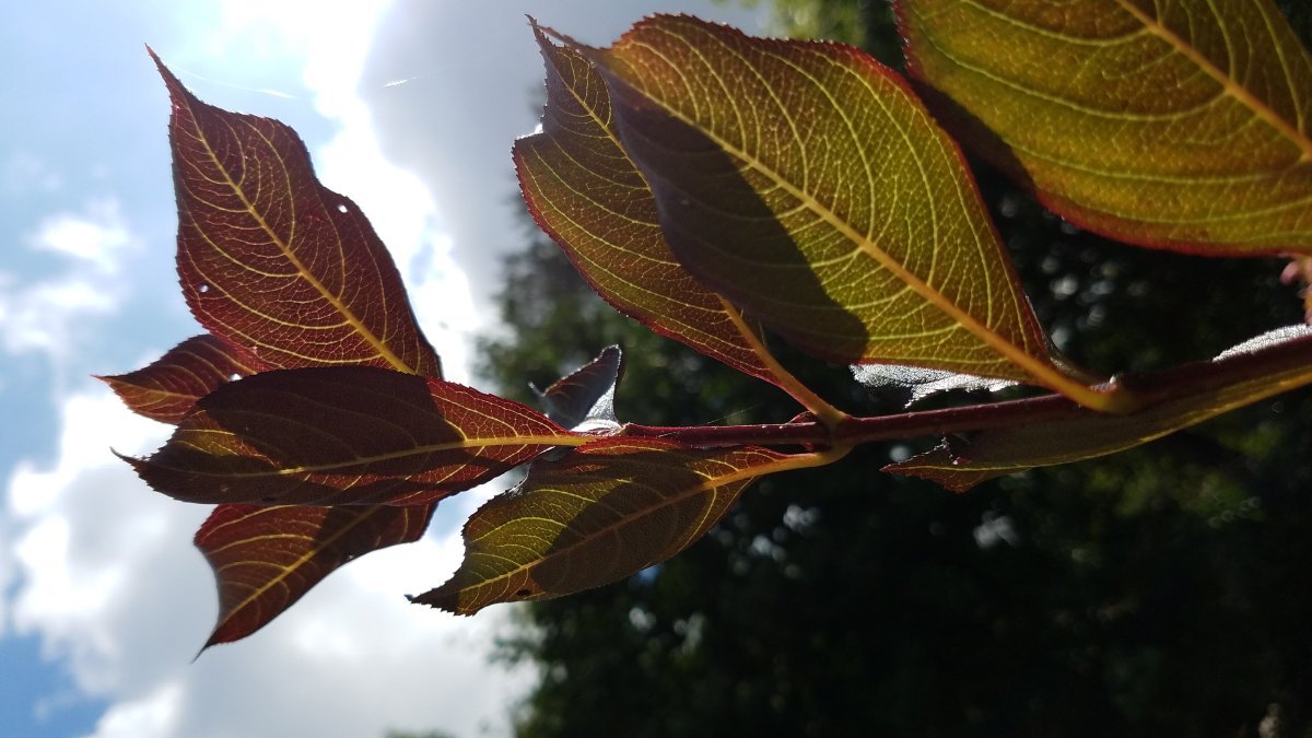 Вейгела цветущая - фото 6