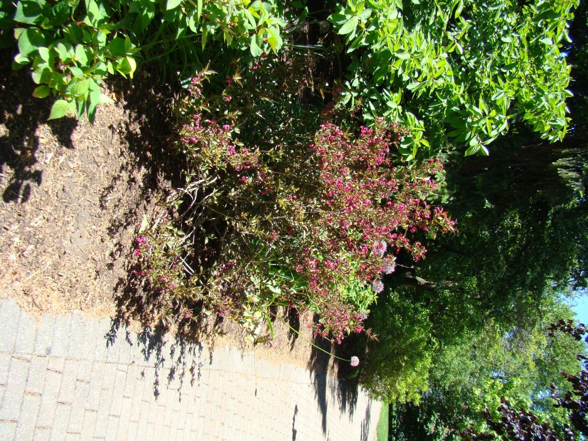 Вейгела цветущая - фото 5