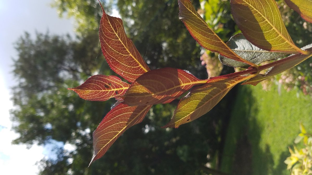 Вейгела цветущая - фото 7