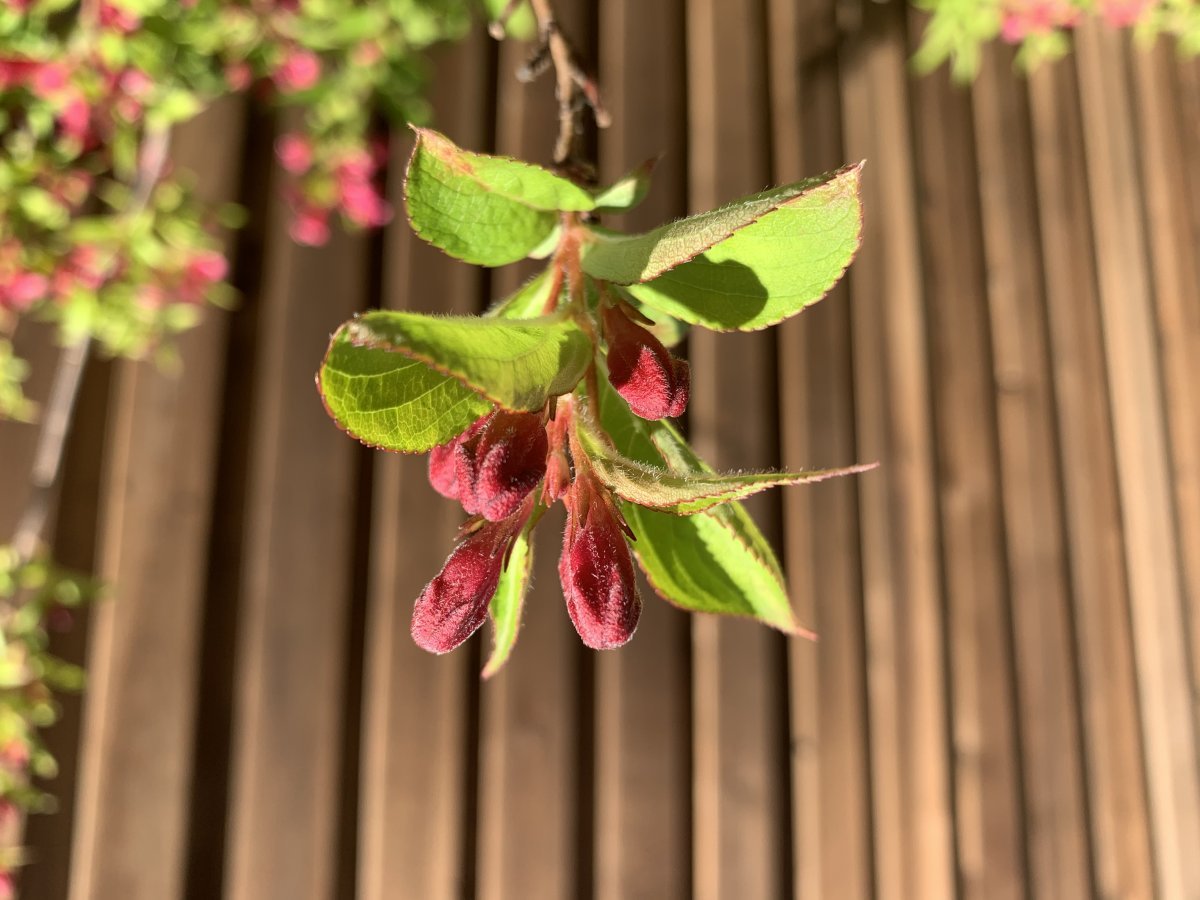 Вейгела цветущая - фото 10