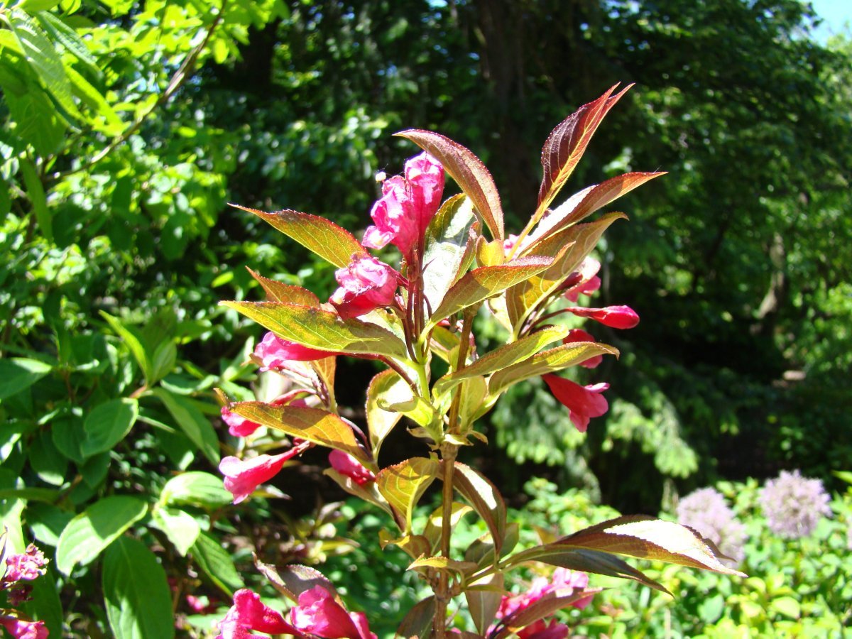 Вейгела цветущая - фото 4